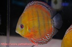 画像5: 【アーリーサマーセール20%OFFクーポン番号（20）対象商品】【ワイルドディスカス】【通販】【激レア新産地】ラーゴアマニウ ブラッドレッド【個体ペア販売】15-17cm（生体）アマニウ産 (5)