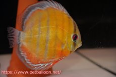 画像5: 【アーリーサマーセール20%OFFクーポン番号（20）対象商品】【ワイルドディスカス】【通販】【激レア新産地】ラーゴアマニウ ブラッドレッド【個体ペア販売】15-17cm（生体）アマニウ産 (5)