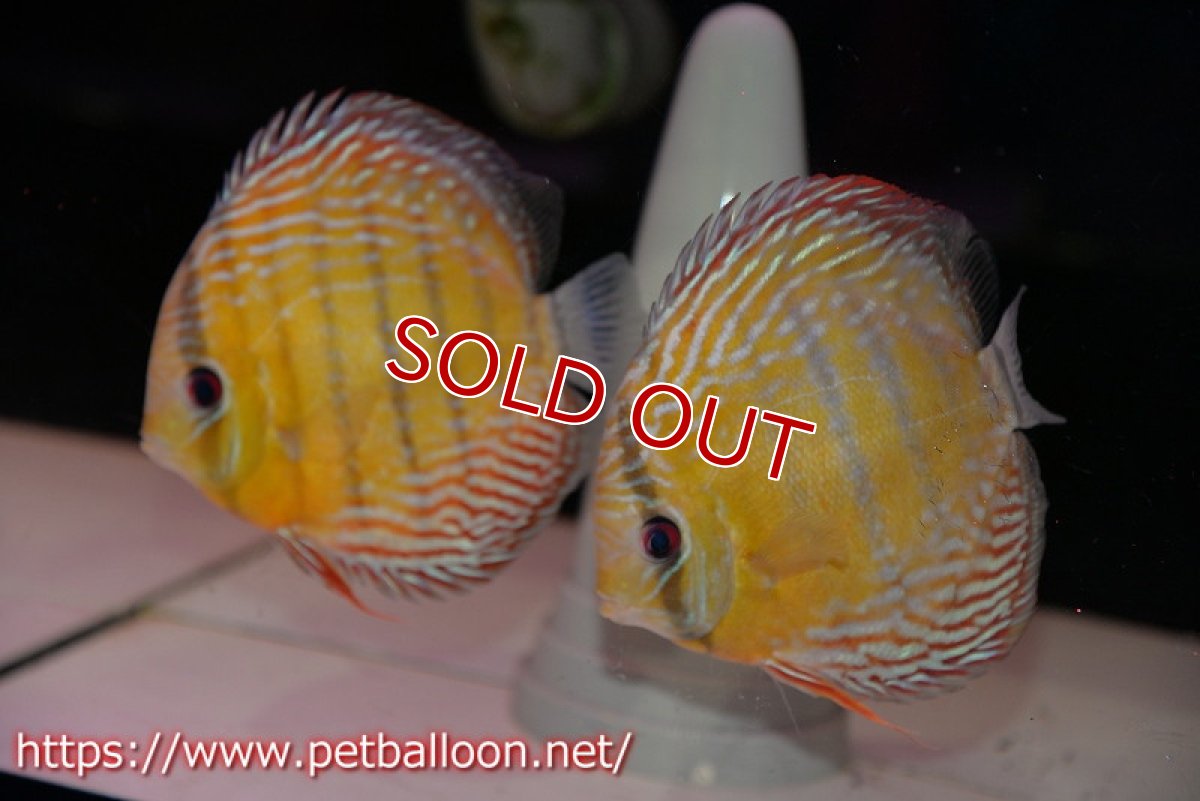 画像1: 【在庫一掃セール第二弾 ２０％OFFクーポン対象商品（番号20）】【ワイルドディスカス】【通販】【激レア新産地】ラーゴアマニウロイヤル【個体ペア販売】16-17cm（生体）アマニウ産 (1)