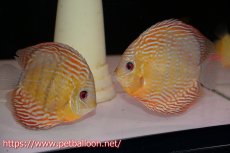 画像1: 【アーリーサマーセール20%OFFクーポン番号（20）対象商品】【ワイルドディスカス】【通販】【激レア新産地】ラーゴアマニウロイヤル【個体ペア販売】15-16cm（生体）アマニウ産 (1)