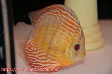 画像5: 【アーリーサマーセール20%OFFクーポン番号（20）対象商品】【ワイルドディスカス】【通販】【激レア新産地】ラーゴアマニウロイヤル【個体ペア販売】15-16cm（生体）アマニウ産 (5)