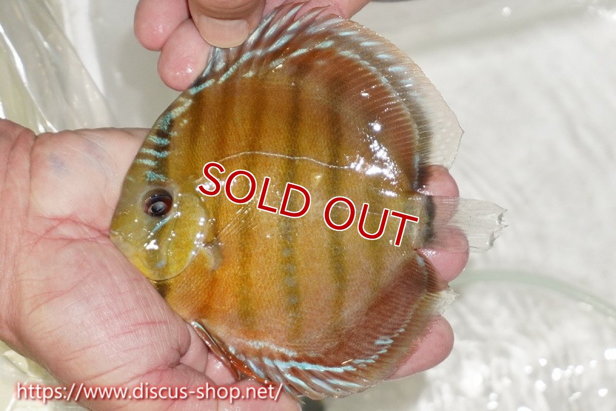 画像1: 【ワイルドディスカス】【通販】【激赤期待大】ラーゴアマニウブラッドレッド【個体販売】13-14cm（生体）ラーゴアマニウ産 (1)