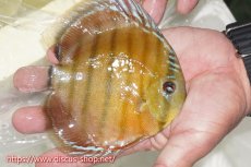 画像2: 【ワイルドディスカス】【通販】【激赤期待大】ラーゴアマニウブラッドレッド【個体販売】13-14cm（生体）ラーゴアマニウ産 (2)