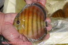 画像1: 【ワイルドディスカス】【通販】【激赤期待大】ラーゴアマニウブラッドレッド【個体販売】13-14cm（生体）ラーゴアマニウ産 (1)