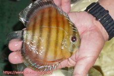 画像2: 【ワイルドディスカス】【通販】【激赤期待大】ラーゴアマニウブラッドレッド【個体販売】13-14cm（生体）ラーゴアマニウ産 (2)