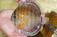 画像1: 【ワイルドディスカス】【通販】【激赤期待大】ラーゴアマニウブラッドレッド【個体販売】13-14cm（生体）ラーゴアマニウ産 (1)