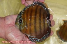 画像1: 【ワイルドディスカス】【通販】【激赤期待大】ラーゴアマニウブラッドレッド【個体販売】13-14cm（生体）ラーゴアマニウ産 (1)