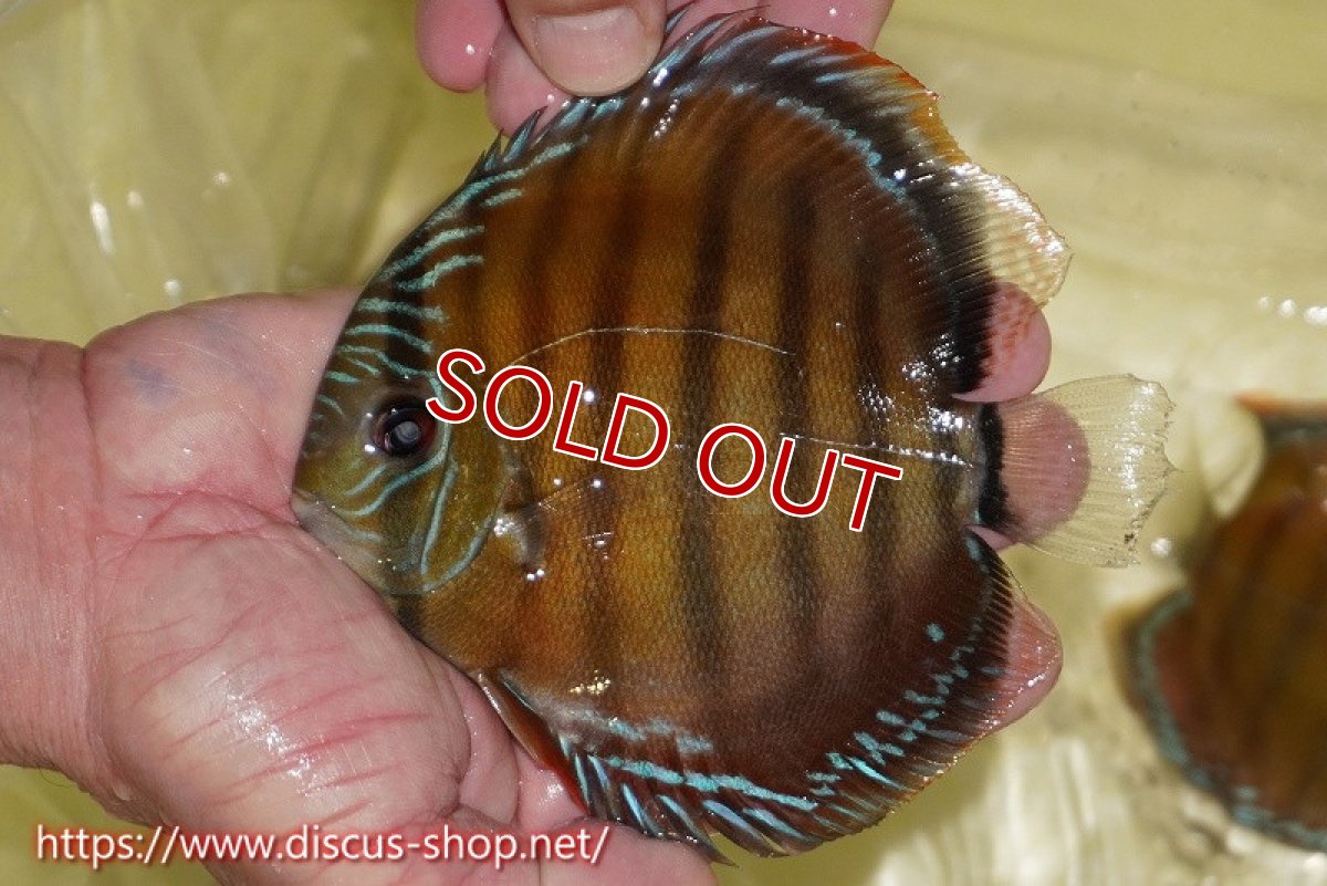 画像3: 【ワイルドディスカス】【通販】【激赤期待大】ラーゴアマニウブラッドレッド【個体販売】13-14cm（生体）ラーゴアマニウ産 (3)