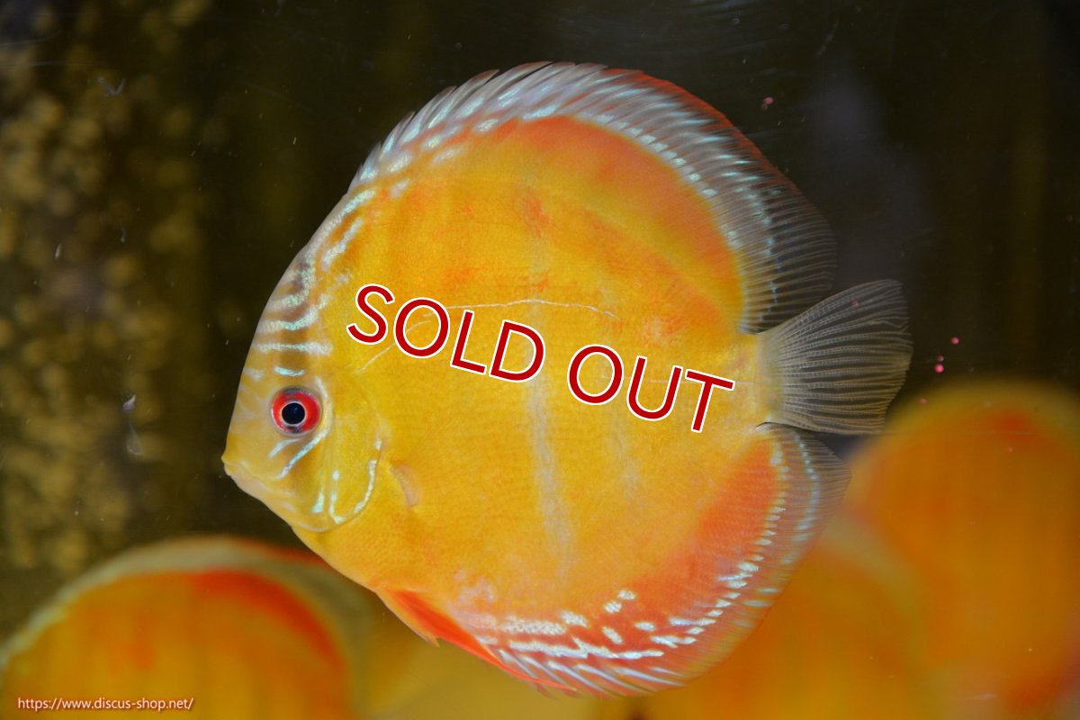 画像1: 【ワイルドディスカス】【通販】【激赤期待大】ラーゴアマニウブラッドレッド【個体販売】13-14cm（生体）ラーゴアマニウ産 (1)