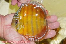 画像1: 【ワイルドディスカス】【通販】【激赤期待大】ラーゴアマニウブラッドレッド【個体販売】13-14cm（生体）ラーゴアマニウ産 (1)