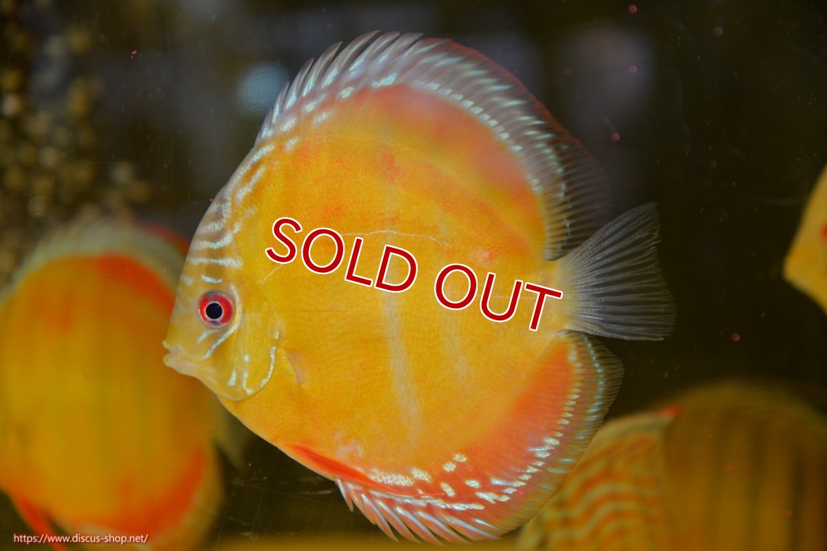 画像2: 【ワイルドディスカス】【通販】【激赤期待大】ラーゴアマニウブラッドレッド【個体販売】13-14cm（生体）ラーゴアマニウ産 (2)