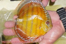 画像2: 【ワイルドディスカス】【通販】【激赤期待大】ラーゴアマニウブラッドレッド【個体販売】13-14cm（生体）ラーゴアマニウ産 (2)