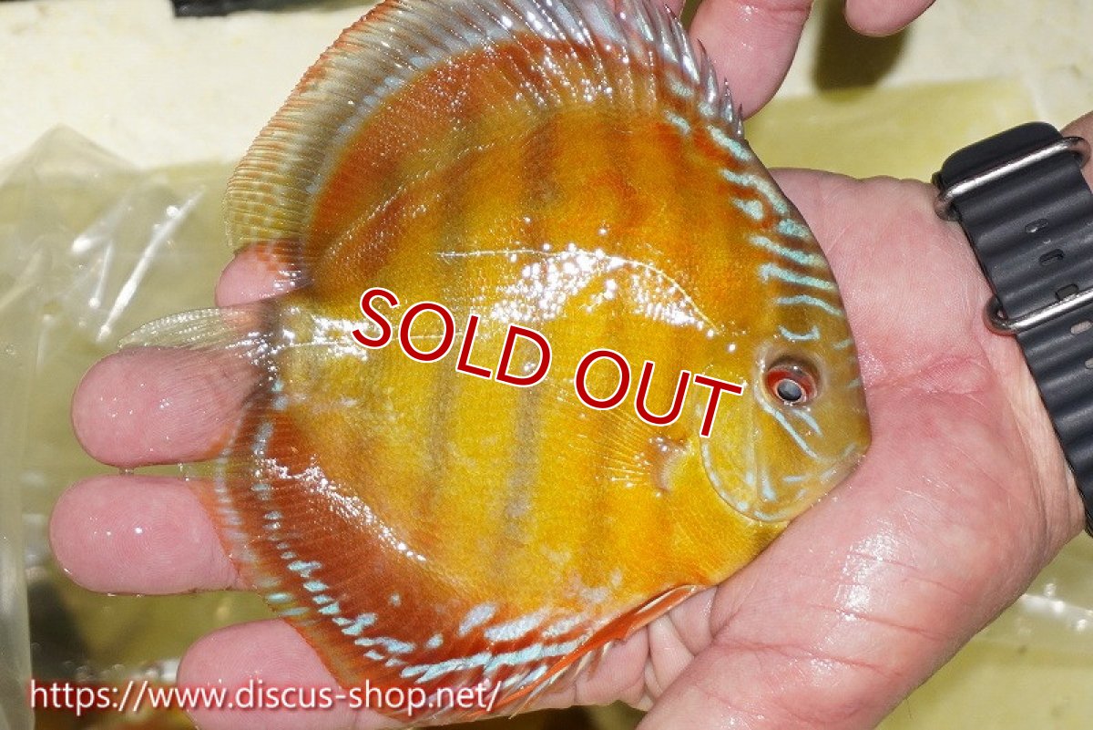 画像4: 【ワイルドディスカス】【通販】【激赤期待大】ラーゴアマニウブラッドレッド【個体販売】13-14cm（生体）ラーゴアマニウ産 (4)