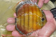 画像3: 【ワイルドディスカス】【通販】【激赤期待大】ラーゴアマニウブラッドレッド【個体販売】13-14cm（生体）ラーゴアマニウ産 (3)