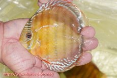 画像1: 【ワイルドディスカス】【通販】【激赤期待大】ラーゴアマニウブラッドレッド【個体販売】13-14cm（生体）ラーゴアマニウ産 (1)