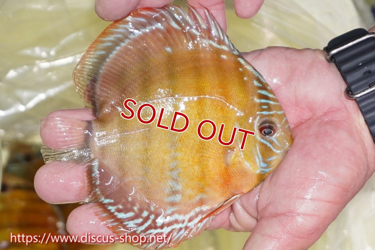 画像2: 【ワイルドディスカス】【通販】【激赤期待大】ラーゴアマニウブラッドレッド【個体販売】13-14cm（生体）ラーゴアマニウ産 (2)