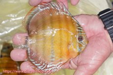 画像2: 【ワイルドディスカス】【通販】【激赤期待大】ラーゴアマニウブラッドレッド【個体販売】13-14cm（生体）ラーゴアマニウ産 (2)