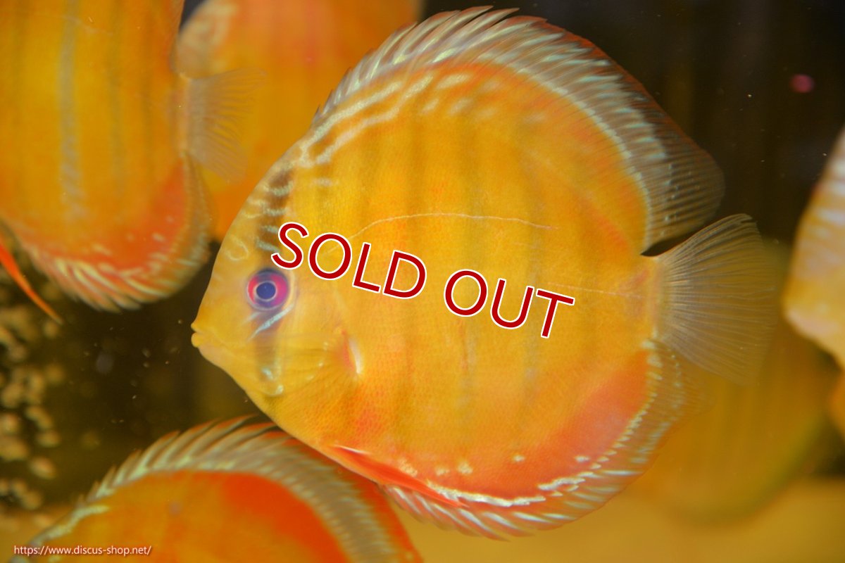 画像1: 【30周年記念セール対象個体】【ワイルドディスカス】【通販】【激赤期待大】ラーゴアマニウブラッドレッド【個体販売】13-14cm（生体）ラーゴアマニウ産 (1)