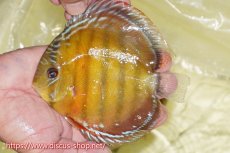 画像1: 【ワイルドディスカス】【通販】【激赤期待大】ラーゴアマニウブラッドレッド【個体販売】13-14cm（生体）ラーゴアマニウ産 (1)