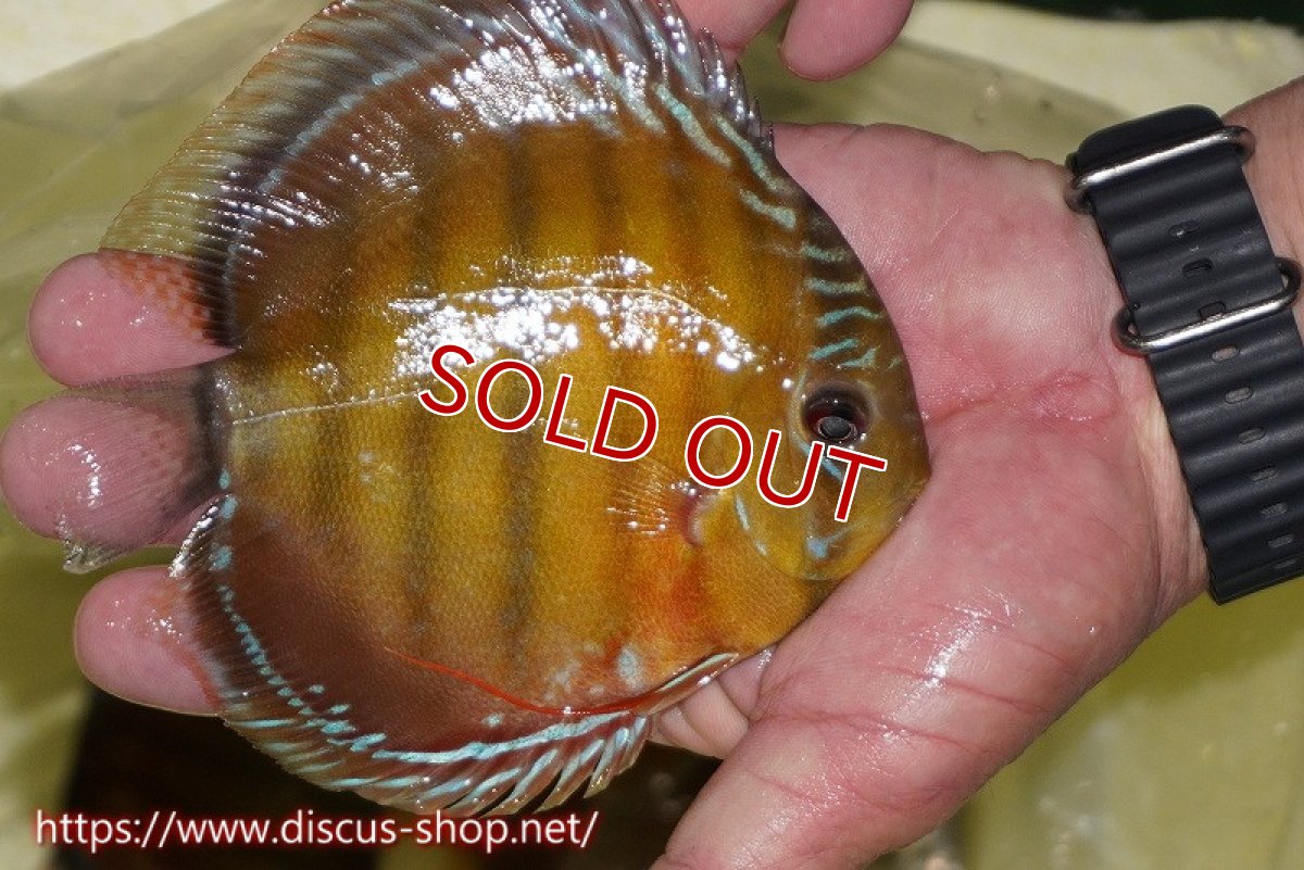 画像3: 【30周年記念セール対象個体】【ワイルドディスカス】【通販】【激赤期待大】ラーゴアマニウブラッドレッド【個体販売】13-14cm（生体）ラーゴアマニウ産 (3)