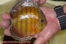 画像3: 【30周年記念セール対象個体】【ワイルドディスカス】【通販】【激赤期待大】ラーゴアマニウブラッドレッド【個体販売】13-14cm（生体）ラーゴアマニウ産 (3)