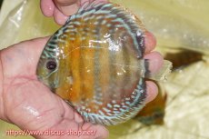 画像1: 【ワイルドディスカス】【通販】【激赤期待大】ラーゴアマニウブラッドレッド【個体販売】13-14cm（生体）ラーゴアマニウ産 (1)