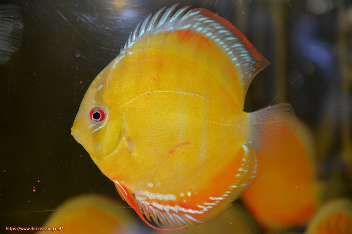 画像1: 【30周年記念セール対象個体】【ワイルドディスカス】【通販】【激赤期待大】ラーゴアマニウブラッドレッド【個体販売】13-14cm（生体）ラーゴアマニウ産 (1)