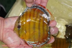 画像1: 【ワイルドディスカス】【通販】【激赤期待大】ラーゴアマニウブラッドレッド【個体販売】13-14cm（生体）ラーゴアマニウ産 (1)