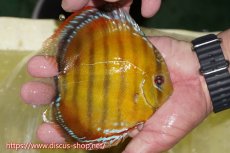 画像3: 【30周年記念セール対象個体】【ワイルドディスカス】【通販】【激赤期待大】ラーゴアマニウブラッドレッド【個体販売】13-14cm（生体）ラーゴアマニウ産 (3)