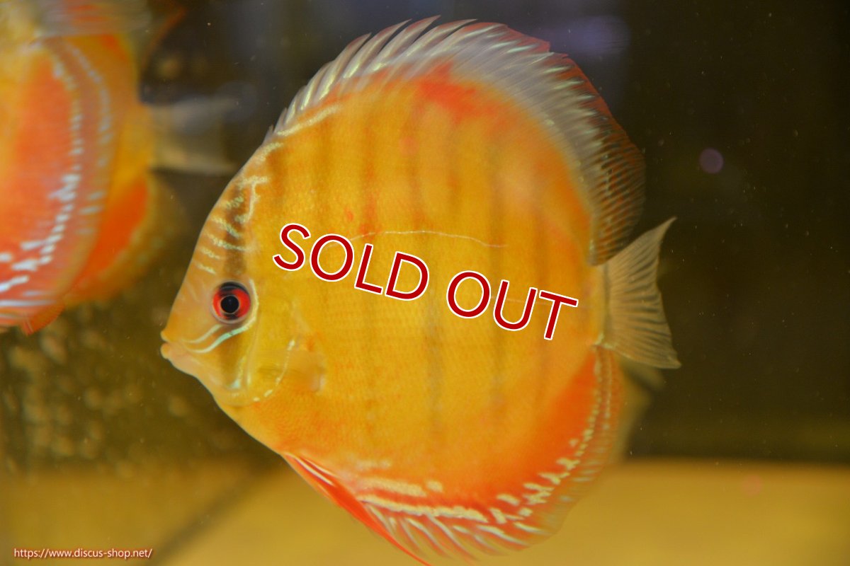 画像1: 【30周年記念セール対象個体】【ワイルドディスカス】【通販】【激赤期待大】ラーゴアマニウブラッドレッド【個体販売】13-14cm（生体）ラーゴアマニウ産 (1)