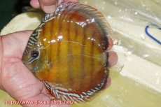 画像1: 【ワイルドディスカス】【通販】【激赤期待大】ラーゴアマニウブラッドレッド【個体販売】13-14cm（生体）ラーゴアマニウ産 (1)