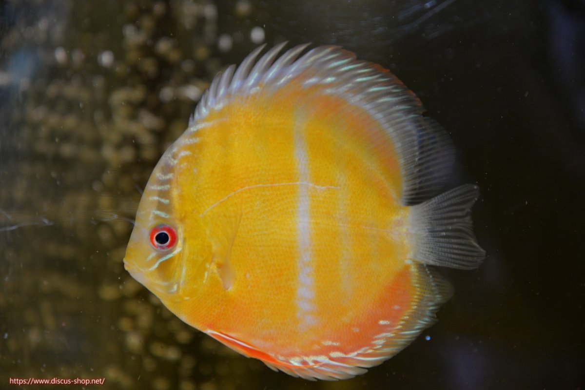 画像1: 【30周年記念セール対象個体】【ワイルドディスカス】【通販】【激赤期待大】ラーゴアマニウブラッドレッド【個体販売】13-14cm（生体）ラーゴアマニウ産 (1)