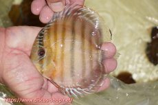 画像1: 【ワイルドディスカス】【通販】【激赤期待大】ラーゴアマニウブラッドレッド【個体販売】13-14cm（生体）ラーゴアマニウ産 (1)