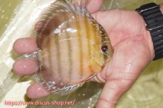 画像2: 【ワイルドディスカス】【通販】【激赤期待大】ラーゴアマニウブラッドレッド【個体販売】13-14cm（生体）ラーゴアマニウ産 (2)