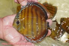 画像1: 【ワイルドディスカス】【通販】【激赤期待大】ラーゴアマニウブラッドレッド【個体販売】13-14cm（生体）ラーゴアマニウ産 (1)