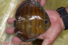 画像2: 【ワイルドディスカス】【通販】【激赤期待大】ラーゴアマニウブラッドレッド【個体販売】13-14cm（生体）ラーゴアマニウ産 (2)