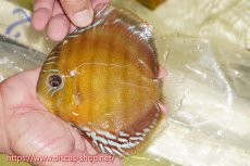 画像1: 【ワイルドディスカス】【通販】【激赤期待大】ラーゴアマニウブラッドレッド【個体販売】13-14cm（生体）ラーゴアマニウ産 (1)