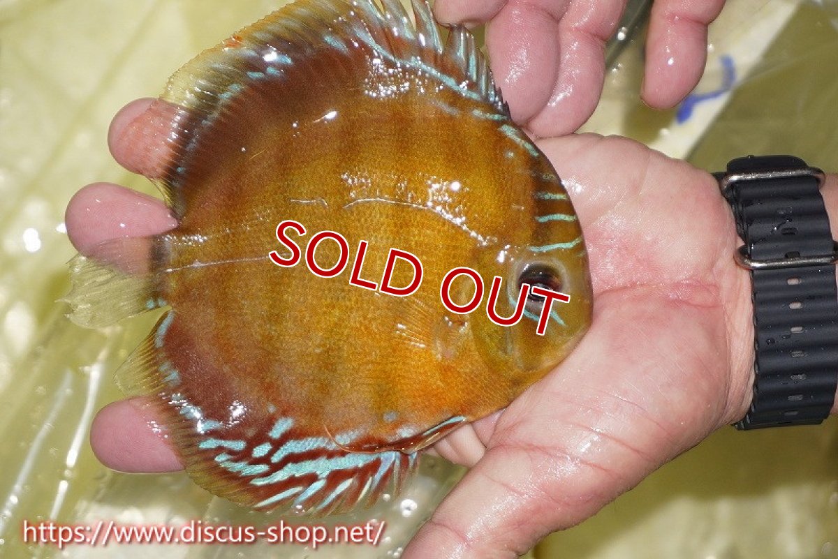 画像2: 【ワイルドディスカス】【通販】【激赤期待大】ラーゴアマニウブラッドレッド【個体販売】13-14cm（生体）ラーゴアマニウ産 (2)