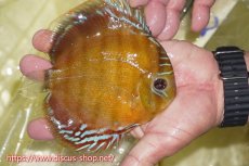 画像2: 【ワイルドディスカス】【通販】【激赤期待大】ラーゴアマニウブラッドレッド【個体販売】13-14cm（生体）ラーゴアマニウ産 (2)