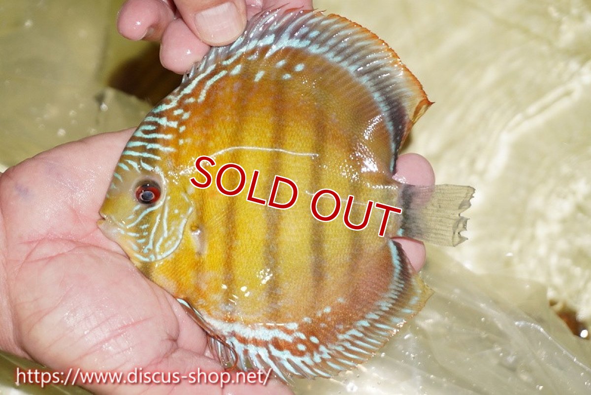 画像1: 【ワイルドディスカス】【通販】【激赤期待大】ラーゴアマニウブラッドレッド【個体販売】13-14cm（生体）ラーゴアマニウ産 (1)