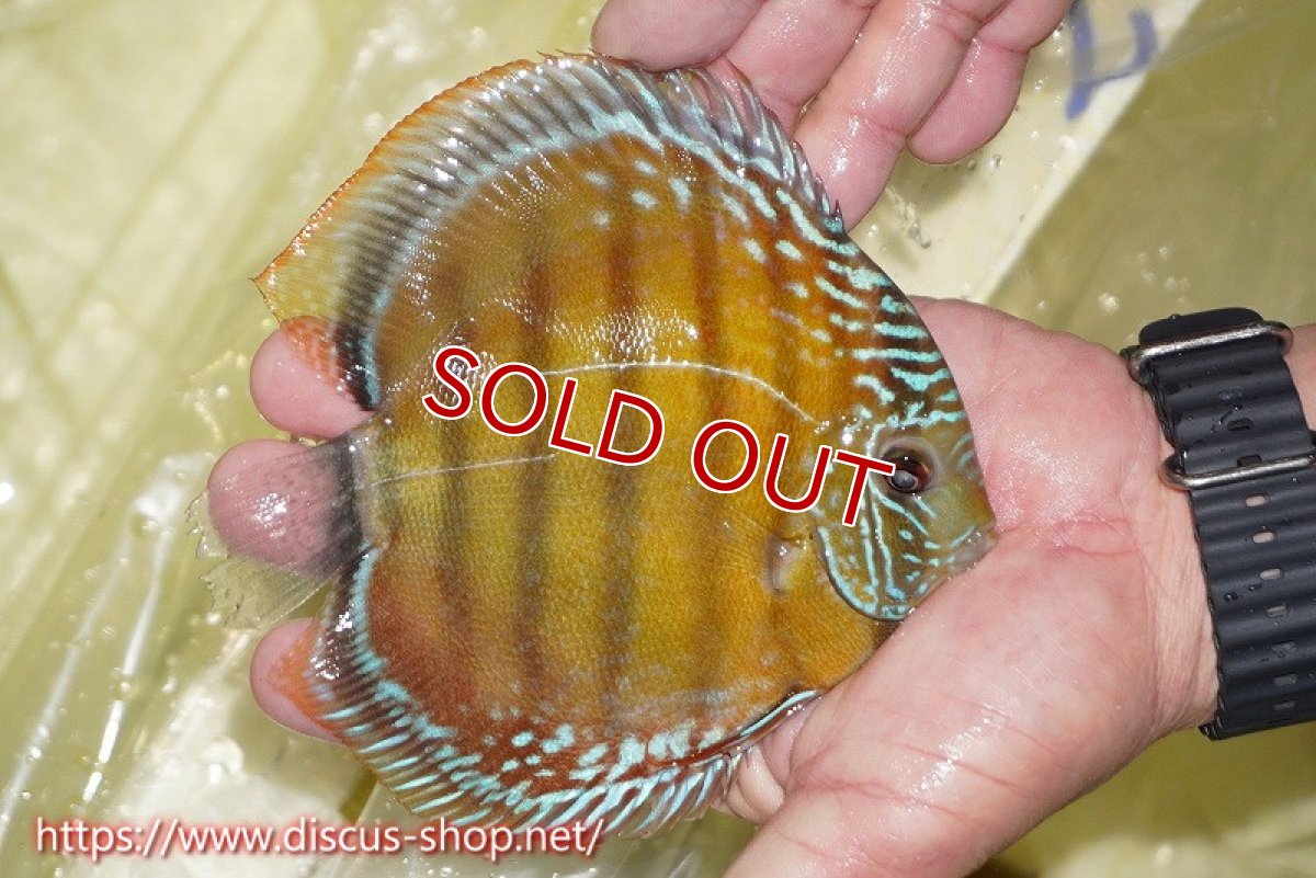 画像2: 【ワイルドディスカス】【通販】【激赤期待大】ラーゴアマニウブラッドレッド【個体販売】13-14cm（生体）ラーゴアマニウ産 (2)