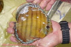 画像2: 【ワイルドディスカス】【通販】【激赤期待大】ラーゴアマニウブラッドレッド【個体販売】13-14cm（生体）ラーゴアマニウ産 (2)