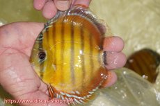 画像1: 【ワイルドディスカス】【通販】【激赤期待大】ラーゴアマニウブラッドレッド【個体販売】13-14cm（生体）ラーゴアマニウ産 (1)