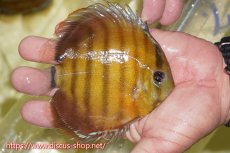 画像2: 【ワイルドディスカス】【通販】【激赤期待大】ラーゴアマニウブラッドレッド【個体販売】13-14cm（生体）ラーゴアマニウ産 (2)