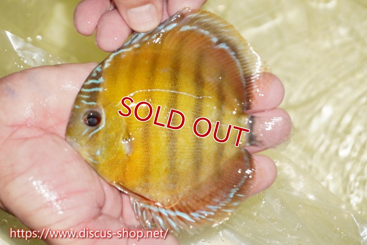 画像1: 【ワイルドディスカス】【通販】【激赤期待大】ラーゴアマニウブラッドレッド【個体販売】13-14cm（生体）ラーゴアマニウ産 (1)