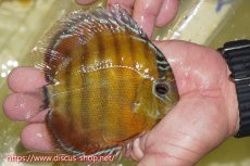 画像2: 【ワイルドディスカス】【通販】【激赤期待大】ラーゴアマニウブラッドレッド【個体販売】13-14cm（生体）ラーゴアマニウ産 (2)