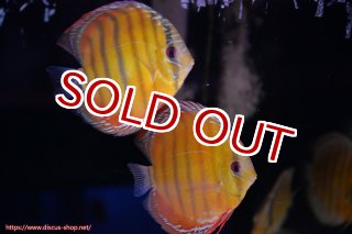 ディスカス\販売形式\個体ペア販売 - ペットバルーンEX ワイルド