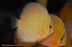 画像1: 【ワイルドディスカス】【通販】【未開の新産地個体】ラーゴサポ パールロイヤル【個体販売】15-16cm(生体)ラーゴサポ産 (1)