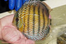 画像2: 【ワイルドディスカス】【通販】【未開の新産地個体】ラーゴサポ パールロイヤル【個体販売】15-16cm(生体)ラーゴサポ産 (2)