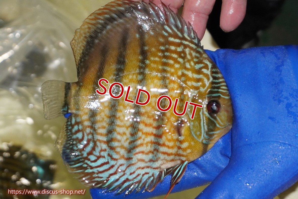 画像3: 【ワイルドディスカス】【通販】【未開の新産地個体】ラーゴサポ パールロイヤル【個体販売】15-16cm(生体)ラーゴサポ産 (3)